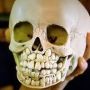 Real human skulls