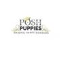 Posh Puppies