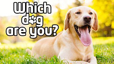 Don’t Delay When It Comes To Using Basic Dog Training